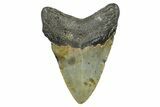 Serrated, Fossil Megalodon Tooth - North Carolina #368455-1